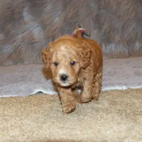Wanda 🌷 Leash Trained, a female Goldendoodle for sale in Navarre, OH – Photo 4 of 10