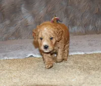 processed/9f65c381-b93b-47a0-8be7-5d8a093b68fb/listing/2fcc50b3-1856-4eea-a5cc-35ce27165e6e/afc5d74e-cc8a-4bcc-b270-56188f34758c