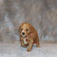 Wanda 🌷 Leash Trained, a female Goldendoodle for sale in Navarre, OH – Photo 9 of 10