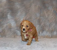 processed/9f65c381-b93b-47a0-8be7-5d8a093b68fb/listing/2fcc50b3-1856-4eea-a5cc-35ce27165e6e/d72a7839-8b2d-4788-a8ef-e12a26b2bcc1