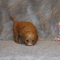 Wanda 🌷 Leash Trained, a female Goldendoodle for sale in Navarre, OH – Photo 6 of 10
