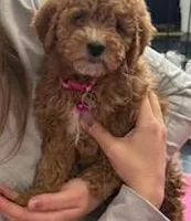 Wanda 🌷 Leash Trained, a female Goldendoodle for sale in Navarre, OH – Photo 10 of 10