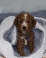Myles 💙 Gen.Clear Parents, a male Poodle - Miniature  and Miniature Goldendoodle for sale in Navarre, OH – Photo 1 of 10