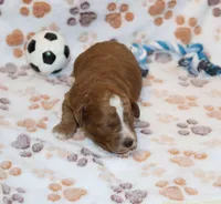 Myles 💙 Gen.Clear Parents, a male Poodle - Miniature  and Miniature Goldendoodle for sale in Navarre, OH – Photo 6 of 10