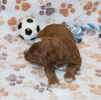 Myles 💙 Gen.Clear Parents, a male Poodle - Miniature  and Miniature Goldendoodle for sale in Navarre, OH – Photo 8 of 10