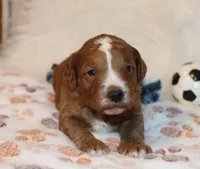 Myles 💙 Gen.Clear Parents, a male Poodle - Miniature  and Miniature Goldendoodle for sale in Navarre, OH – Photo 5 of 10