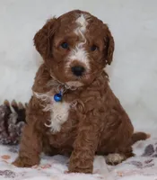 Myles 💙 Gen.Clear Parents, a male Poodle - Miniature  and Miniature Goldendoodle for sale in Navarre, OH – Photo 2 of 10
