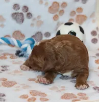 Myles 💙 Gen.Clear Parents, a male Poodle - Miniature  and Miniature Goldendoodle for sale in Navarre, OH – Photo 10 of 10