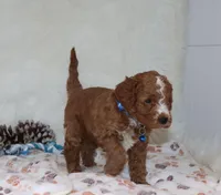 Myles 💙 Gen.Clear Parents, a male Poodle - Miniature  and Miniature Goldendoodle for sale in Navarre, OH – Photo 4 of 10
