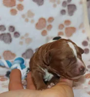 Myles 💙 Gen.Clear Parents, a male Poodle - Miniature  and Miniature Goldendoodle for sale in Navarre, OH – Photo 9 of 10