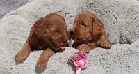 Muffin🌷, a female Miniature Goldendoodle for sale in Navarre, OH – 7 of 7