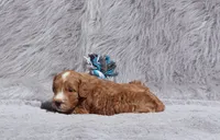 Myles 💙💞, a male Miniature Goldendoodle for sale in Navarre, OH – 2 of 3