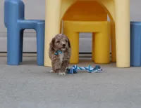 Flash 💙 Micro Minature 💕🐕🐾, a male Poodle - Miniature  and Miniature Goldendoodle for sale in Navarre, OH – Photo 9 of 9