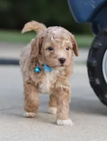 Flash 💙 Micro Minature 💕🐕🐾, a male Poodle - Miniature  and Miniature Goldendoodle for sale in Navarre, OH – Photo 2 of 9