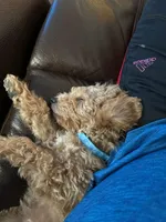 Flash 💙 Micro Minature 💕🐕🐾, a male Poodle - Miniature  and Miniature Goldendoodle for sale in Navarre, OH – Photo 1 of 9