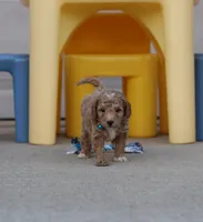 Flash 💙 Micro Minature 💕🐕🐾, a male Poodle - Miniature  and Miniature Goldendoodle for sale in Navarre, OH – Photo 3 of 9