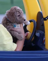 Flash 💙 Micro Minature 💕🐕🐾, a male Poodle - Miniature  and Miniature Goldendoodle for sale in Navarre, OH – Photo 7 of 9