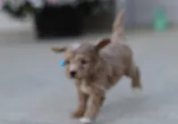 Flash 💙 Micro Minature 💕🐕🐾, a male Poodle - Miniature  and Miniature Goldendoodle for sale in Navarre, OH – Photo 6 of 9