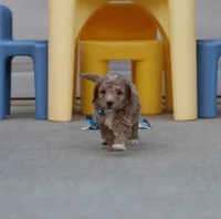 Flash 💙 Micro Minature 💕🐕🐾, a male Poodle - Miniature  and Miniature Goldendoodle for sale in Navarre, OH – Photo 8 of 9