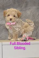 New Borns 🌷🐾💞👨‍👩‍👧‍👦, a female Havapoo for sale in Navarre, OH – 3 of 10