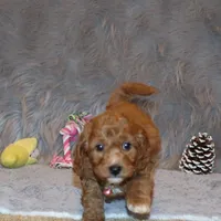 Tilly 🌷 MicroMini Leash Training, a female Poodle - Miniature  and Miniature Goldendoodle for sale in Navarre, OH – Photo 9 of 10