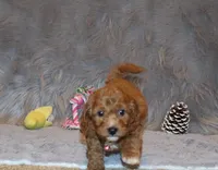 processed/9f65c381-b93b-47a0-8be7-5d8a093b68fb/listing/3f407c49-a8d8-4208-8b22-345d6f3064ba/0c21b34b-174a-46a5-884a-54145f809be5