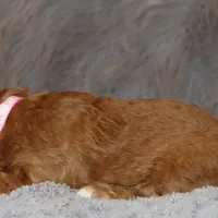 Tilly 🌷 MicroMini Leash Training, a female Poodle - Miniature  and Miniature Goldendoodle for sale in Navarre, OH – Photo 8 of 10