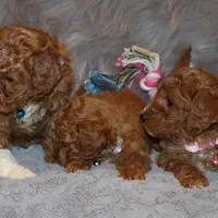 Tilly 🌷 MicroMini Leash Training, a female Poodle - Miniature  and Miniature Goldendoodle for sale in Navarre, OH – Photo 2 of 10