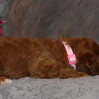 Tilly 🌷 MicroMini Leash Training, a female Poodle - Miniature  and Miniature Goldendoodle for sale in Navarre, OH – Photo 7 of 10