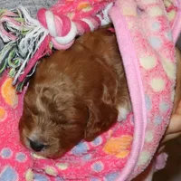 Tilly 🌷 MicroMini Leash Training, a female Poodle - Miniature  and Miniature Goldendoodle for sale in Navarre, OH – Photo 6 of 10