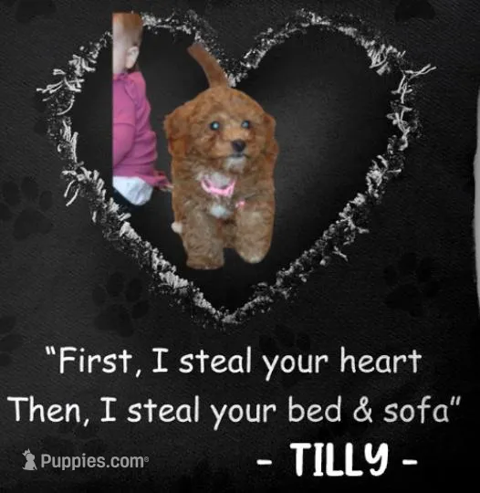 Tilly 🌷 Micro Miniature