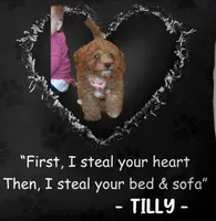 Tilly 🌷 MicroMini Leash Training, a female Poodle - Miniature  and Miniature Goldendoodle for sale in Navarre, OH – Photo 1 of 10