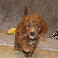Tilly 🌷 MicroMini Leash Training, a female Poodle - Miniature  and Miniature Goldendoodle for sale in Navarre, OH – Photo 3 of 10