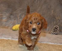 processed/9f65c381-b93b-47a0-8be7-5d8a093b68fb/listing/3f407c49-a8d8-4208-8b22-345d6f3064ba/d8d9d277-300f-4dd7-aac9-40e74009db89