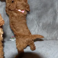 Tilly 🌷 MicroMini Leash Training, a female Poodle - Miniature  and Miniature Goldendoodle for sale in Navarre, OH – Photo 4 of 10