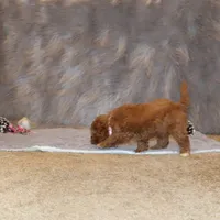 Tilly 🌷 MicroMini Leash Training, a female Poodle - Miniature  and Miniature Goldendoodle for sale in Navarre, OH – Photo 5 of 10