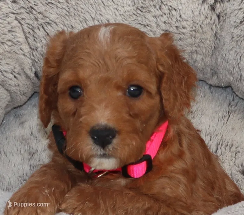 Mia 🌷💞 – Miniature Goldendoodle puppy for sale in Navarre, OH