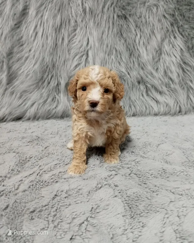 ZOEY 🌷 Toy Minature – Havanese, Poodle - Toy  puppy for sale in Navarre, OH