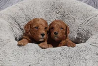 Melody 🌷, a female Miniature Goldendoodle for sale in Navarre, OH – 4 of 8