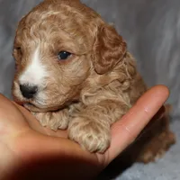 Wendy 🌷 Genetic Clear Parents, a female Miniature Goldendoodle for sale in Navarre, OH – Photo 7 of 10