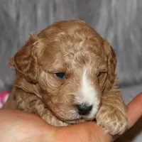 Wendy 🌷 Genetic Clear Parents, a female Miniature Goldendoodle for sale in Navarre, OH – Photo 4 of 10