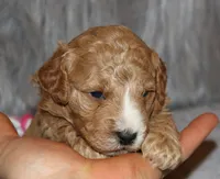 processed/9f65c381-b93b-47a0-8be7-5d8a093b68fb/listing/48497dbf-7352-415a-9422-182b0cdd1de5/14f7977a-eae8-4132-8b3a-fddc106c2a46