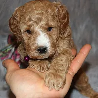 Wendy 🌷 Genetic Clear Parents, a female Miniature Goldendoodle for sale in Navarre, OH – Photo 3 of 10