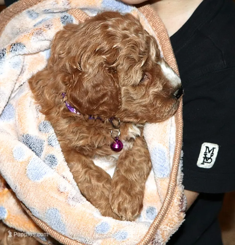 Wendy 🌷 Genetic Clear Parents