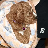 Wendy 🌷 Genetic Clear Parents, a female Miniature Goldendoodle for sale in Navarre, OH – Photo 1 of 10