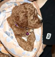 processed/9f65c381-b93b-47a0-8be7-5d8a093b68fb/listing/48497dbf-7352-415a-9422-182b0cdd1de5/3516dd69-0a38-499a-b299-91aef2dc7c96