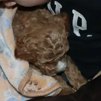 Wendy 🌷 Genetic Clear Parents, a female Miniature Goldendoodle for sale in Navarre, OH – Photo 8 of 10