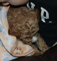 processed/9f65c381-b93b-47a0-8be7-5d8a093b68fb/listing/48497dbf-7352-415a-9422-182b0cdd1de5/41455ec7-e219-4e34-8e0c-beca58c1a296