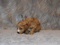 processed/9f65c381-b93b-47a0-8be7-5d8a093b68fb/listing/48497dbf-7352-415a-9422-182b0cdd1de5/49dec789-534e-40bb-b9ce-b041616b24ec