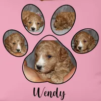 Wendy 🌷 Genetic Clear Parents, a female Miniature Goldendoodle for sale in Navarre, OH – Photo 6 of 10